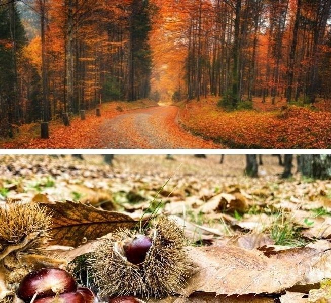 Foto di bosco in autunno e particolare su castagna caduta a terra