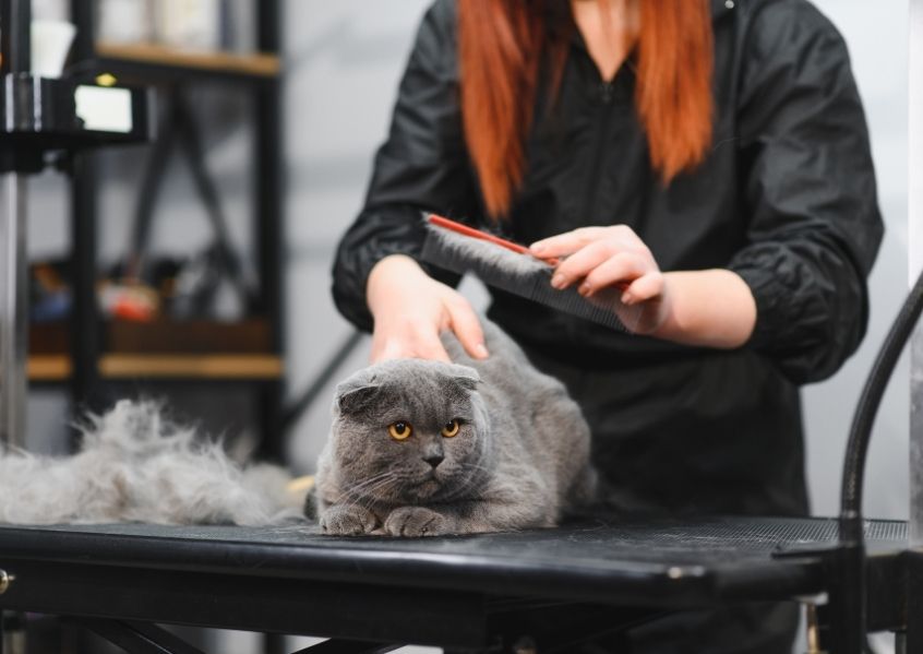 Foto di commessa in un Pet Shop